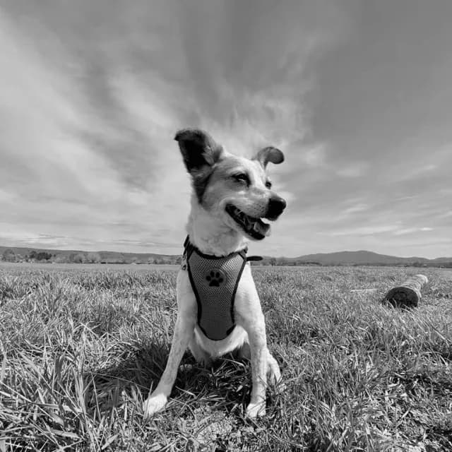 Portrait von Luna